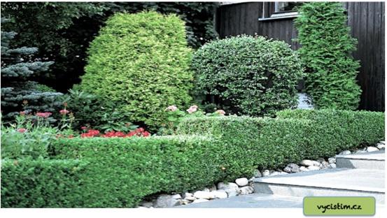 Péče o okrasné dřeviny